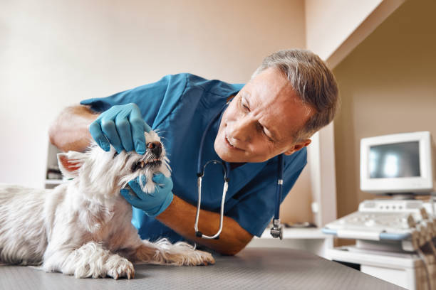 Best Emergency Treatment for Dental Infections or Abscesses in Edgerton, OH